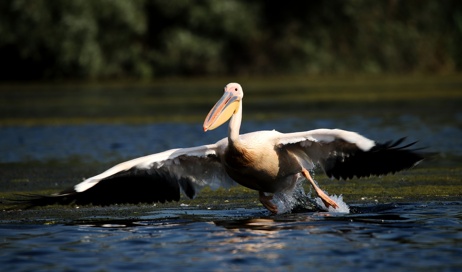 Pelican in motion, photographed by Łukasz Wielec