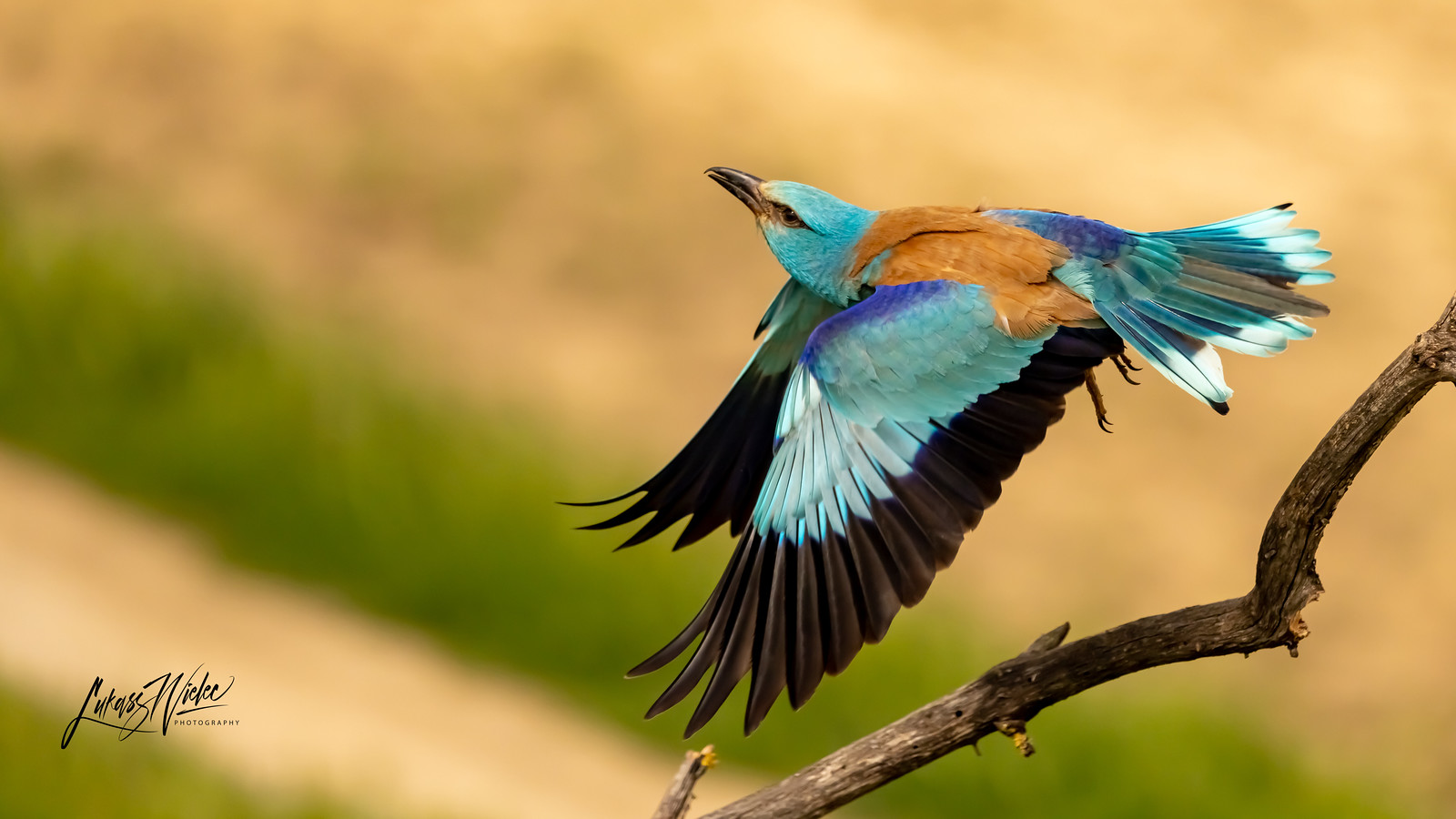 Blue Departure — photograph by Łukasz Wielec
