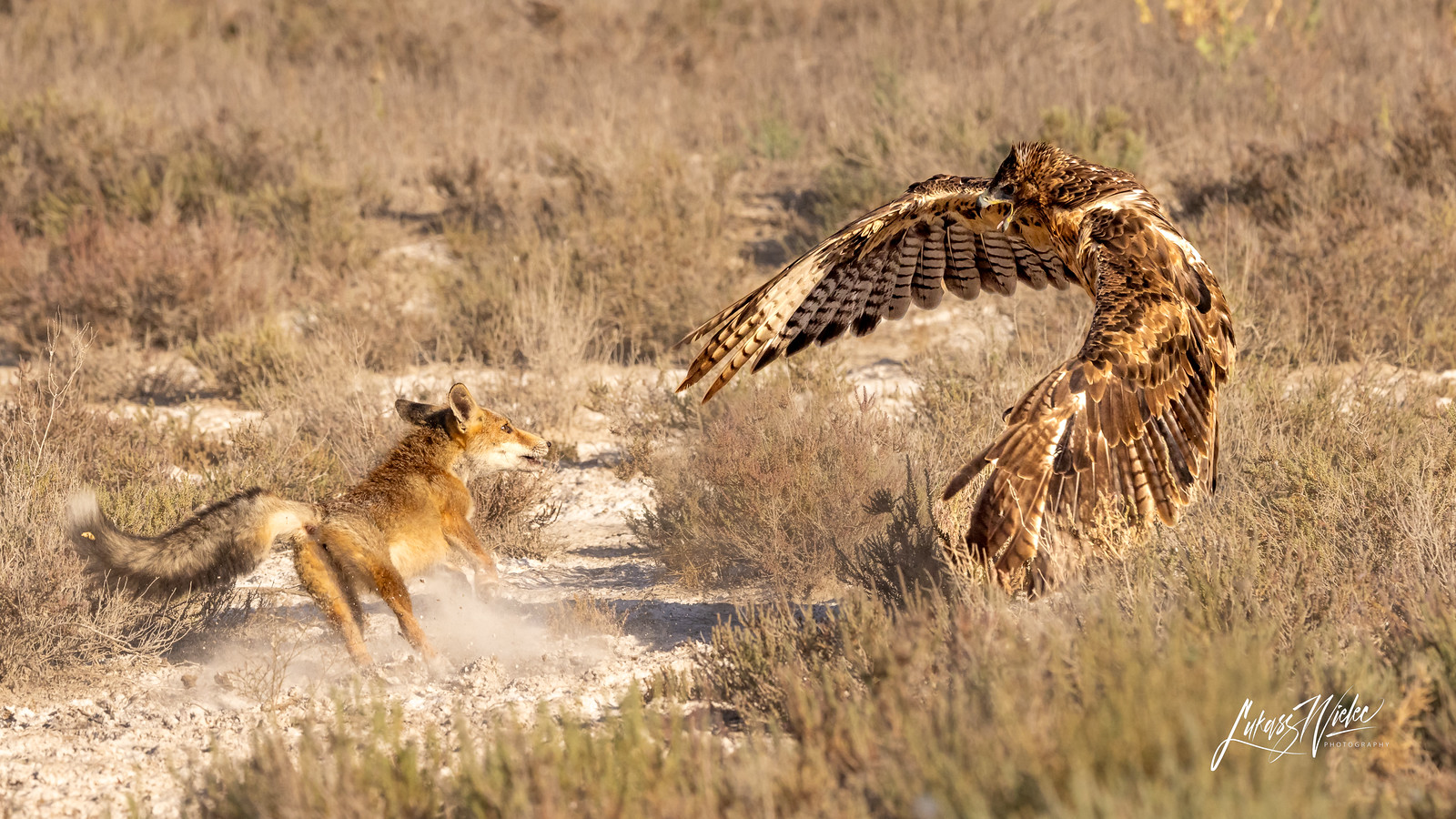 Eagle vs. Fox — photograph by Łukasz Wielec