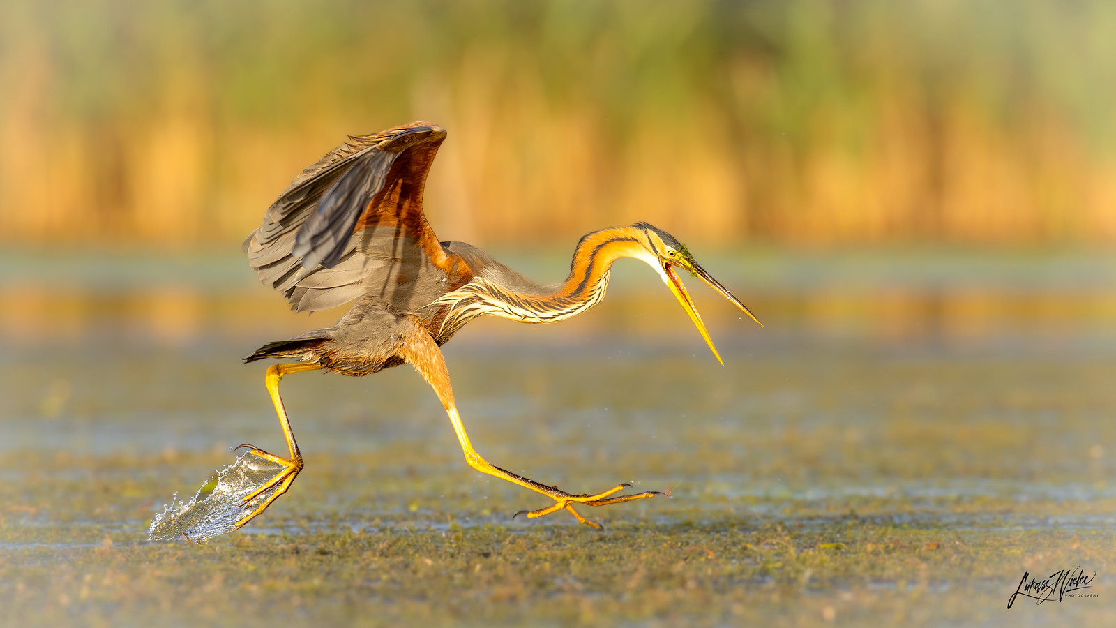 Golden Catch fine art print by Łukasz Wielec