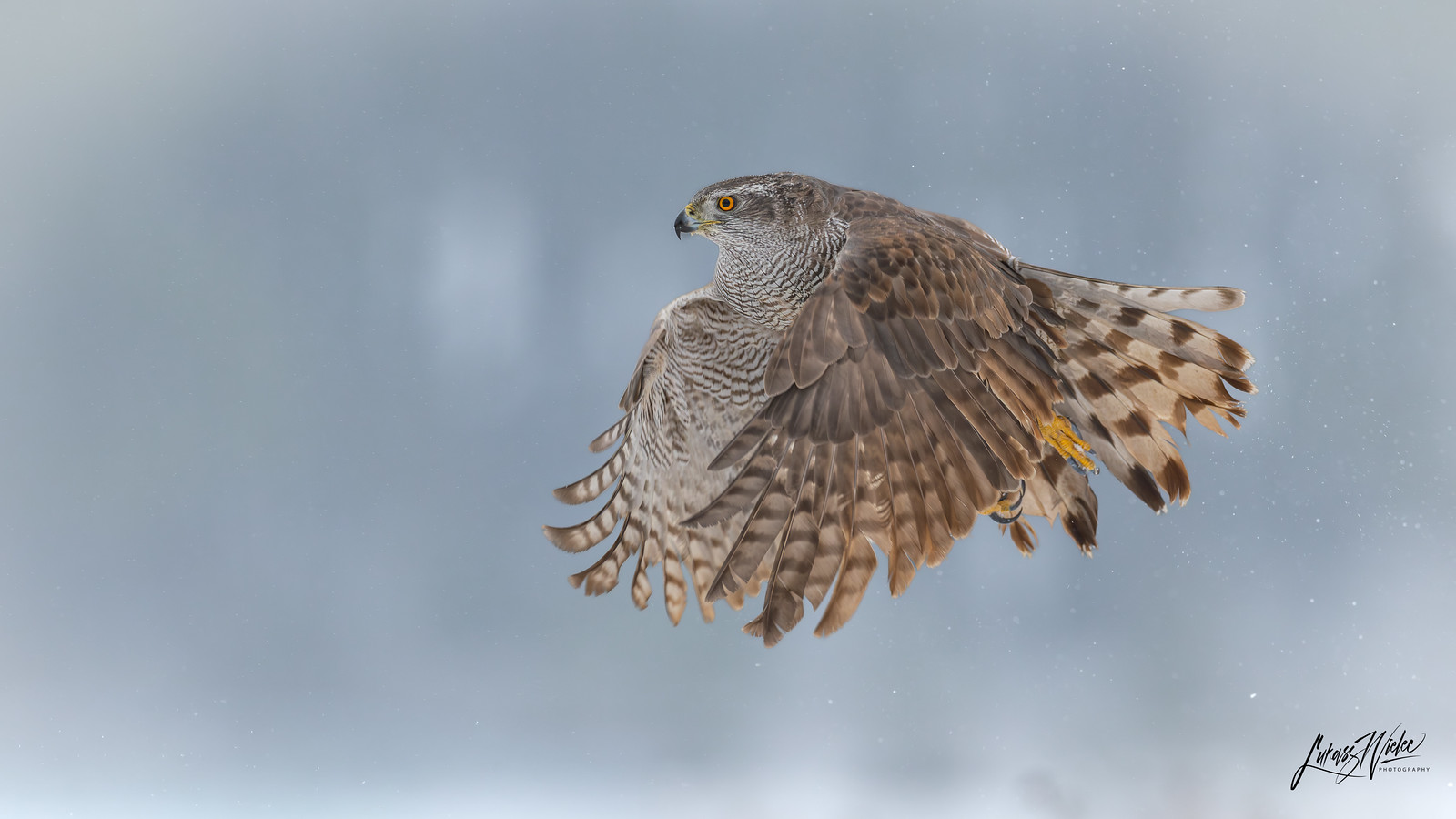Winter Hunt fine art print by Łukasz Wielec