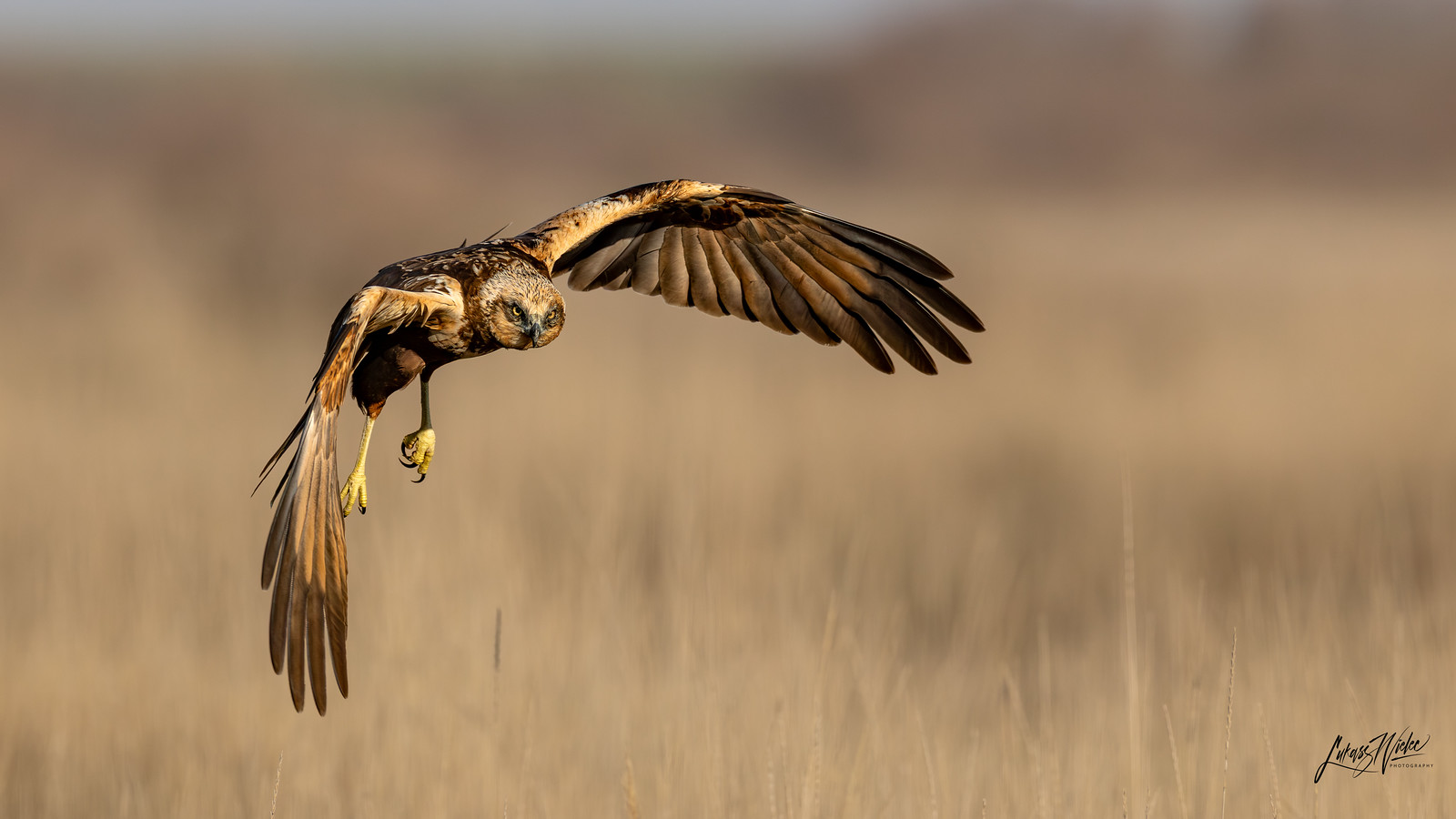 Low Flight — photograph by Łukasz Wielec