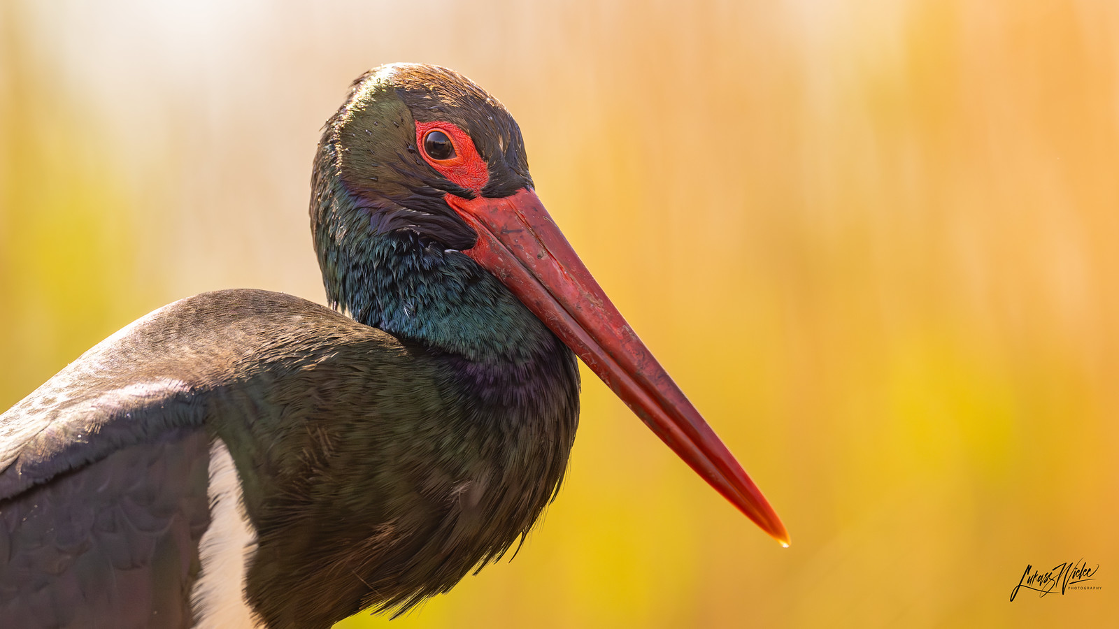 Black Stork · Hungary fine art print by Łukasz Wielec