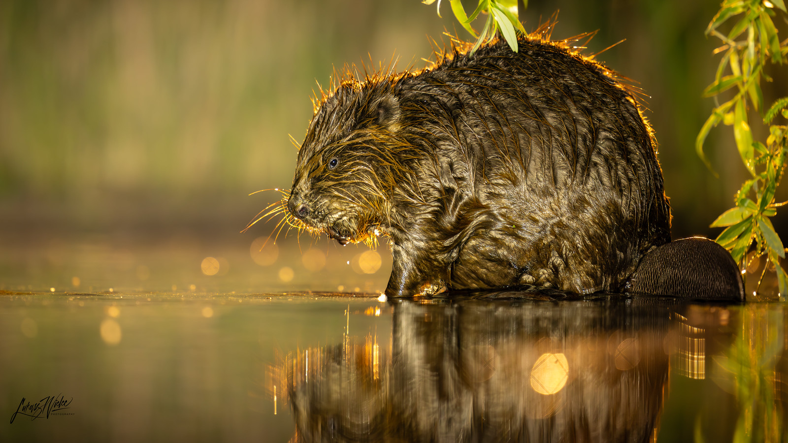 At the Waterline — photograph by Łukasz Wielec