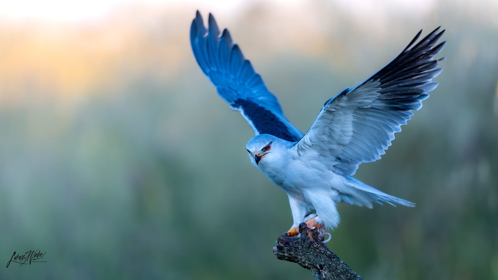 Black-winged Kite · Spain fine art print by Łukasz Wielec