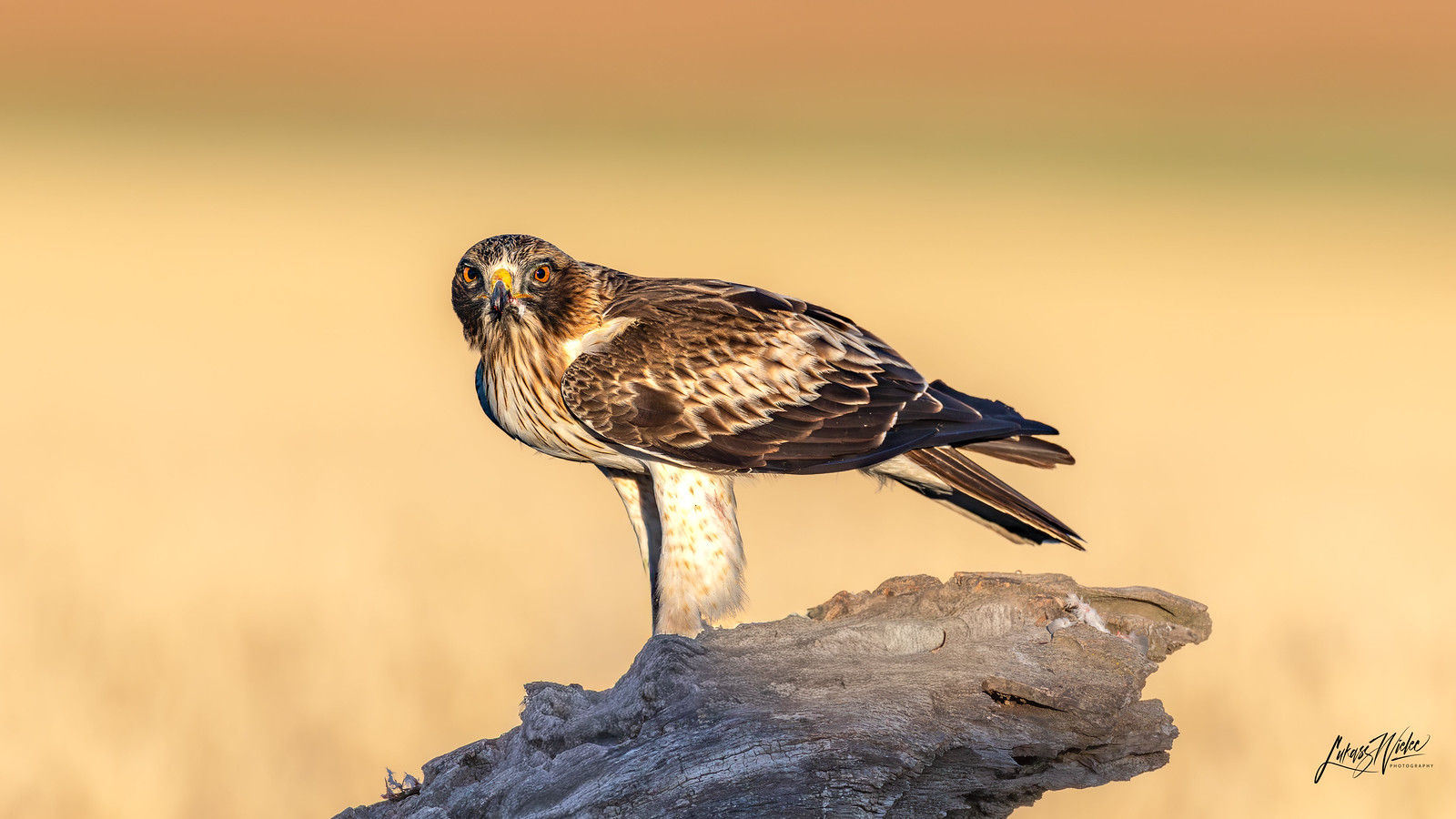 Booted Eagle · Spain fine art print by Łukasz Wielec