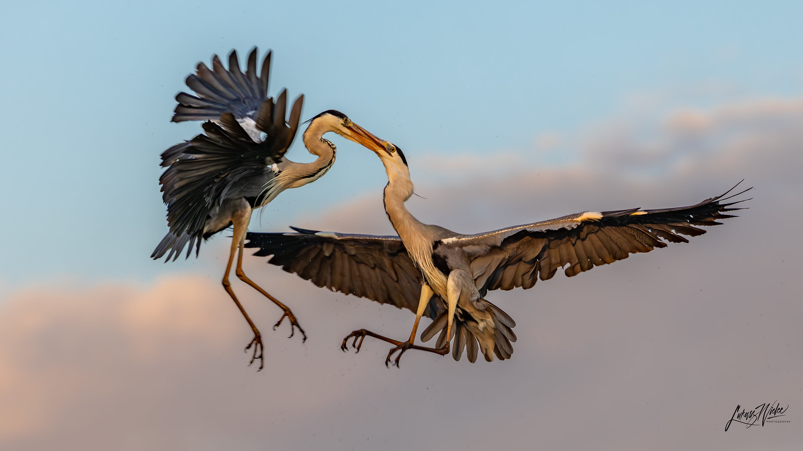 Herons’ Dance fine art print by Łukasz Wielec