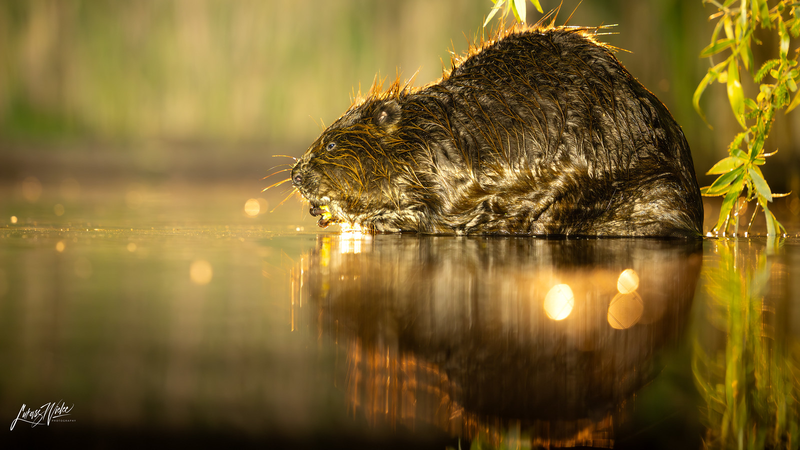 Golden Water fine art print by Łukasz Wielec