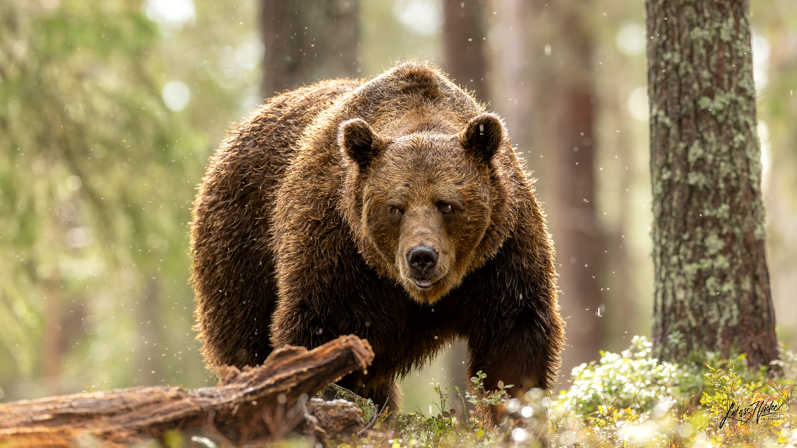 Brown bear in a sunlit forest, photographed by Łukasz Wielec