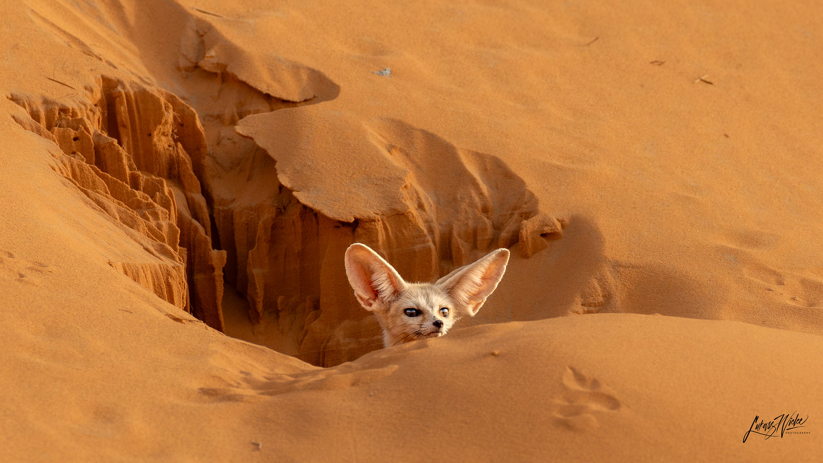 Observer · Morocco fine art print by Łukasz Wielec